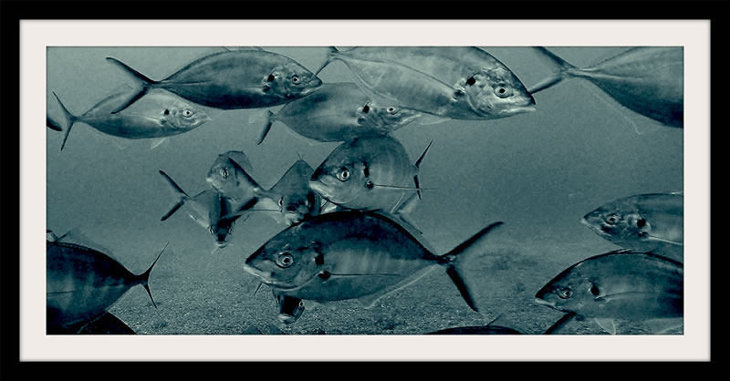Trevally Mash   ROV imaging art gallery