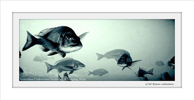 flying 2 darkside   ROV imaging art gallery